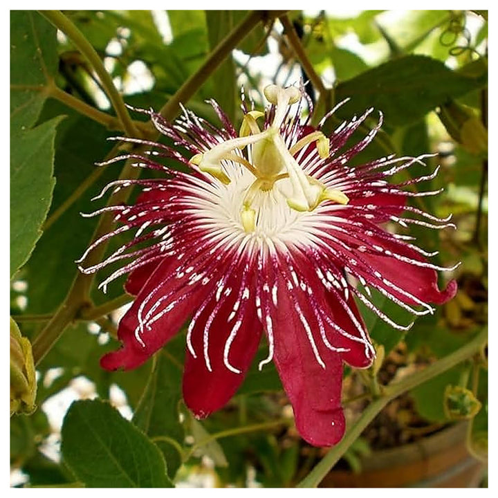 Organic Heirloom Red Passion Flower Seeds – Non-GMO Exotic Climbing Seeds for Planting, High Germination | Neera Seeds product photo [neera-v4-db5d14367b1615c7615d]