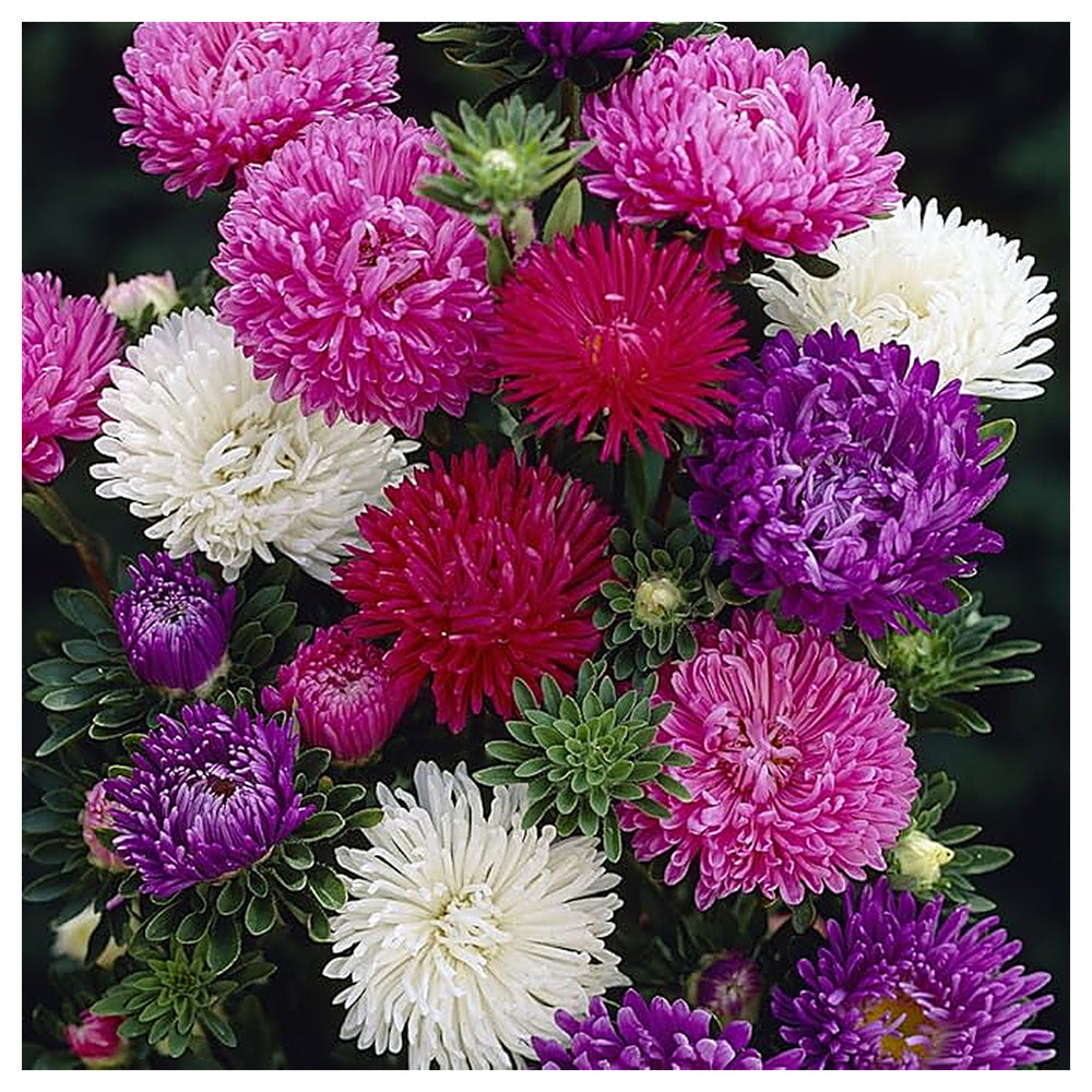 Mixed Asters Heirloom Non-GMO Seeds for Fall Planting | Neera Seeds product photo [neera-v4-db5d6d01d2ec6ae1b20b]