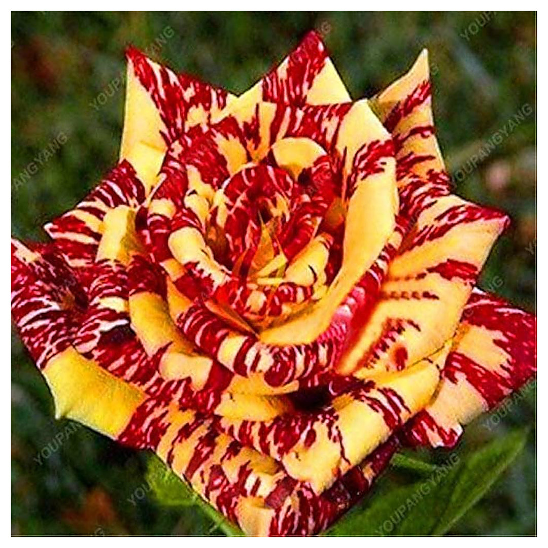 Dragon Rose Mixed Color Flower Seeds for Planting – Heirloom Non-GMO Seeds | Neera Seeds product photo [neera-v4-db78d933f6e1815a6222]