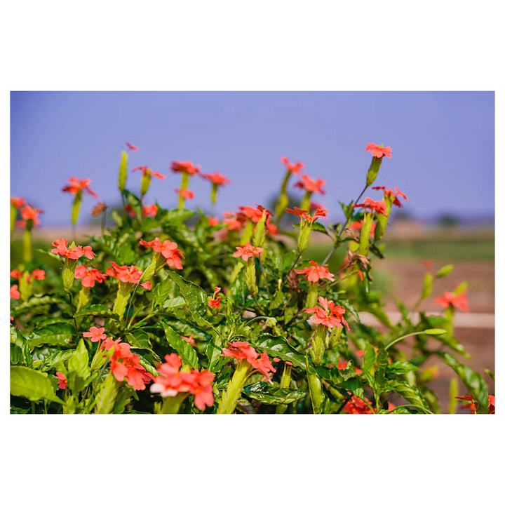 Crossandra Semi Flower Seeds for Planting – Vibrant, Non-GMO, Heat-Tolerant Blooms for Gardens &amp; Pots | Neera Seeds product photo [neera-v4-db8adece15e47d8f5355]