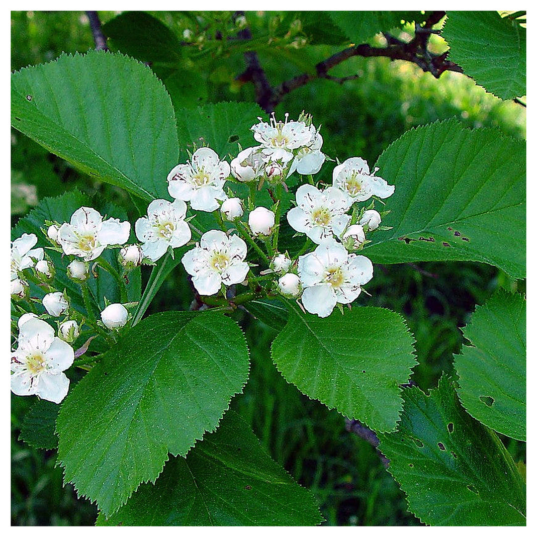 White Crataegus Flower Seeds for Planting - Heirloom Non-GMO High Germination Organic Garden Seeds | Neera Seeds product photo [neera-v4-db8fbab59c488fc2146c]