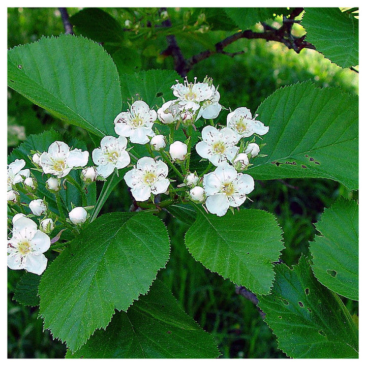 White Crataegus Flower Seeds for Planting - Heirloom Non-GMO High Germination Organic Garden Seeds | Neera Seeds product photo [neera-v4-db8fbab59c488fc2146c]