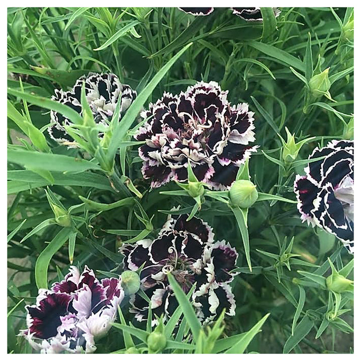 Organic Heirloom Non-GMO Black White Dianthus Seeds for Planting – Bicolor Garden Blooms | Neera Seeds product photo [neera-v4-db92693f4199731fce01]