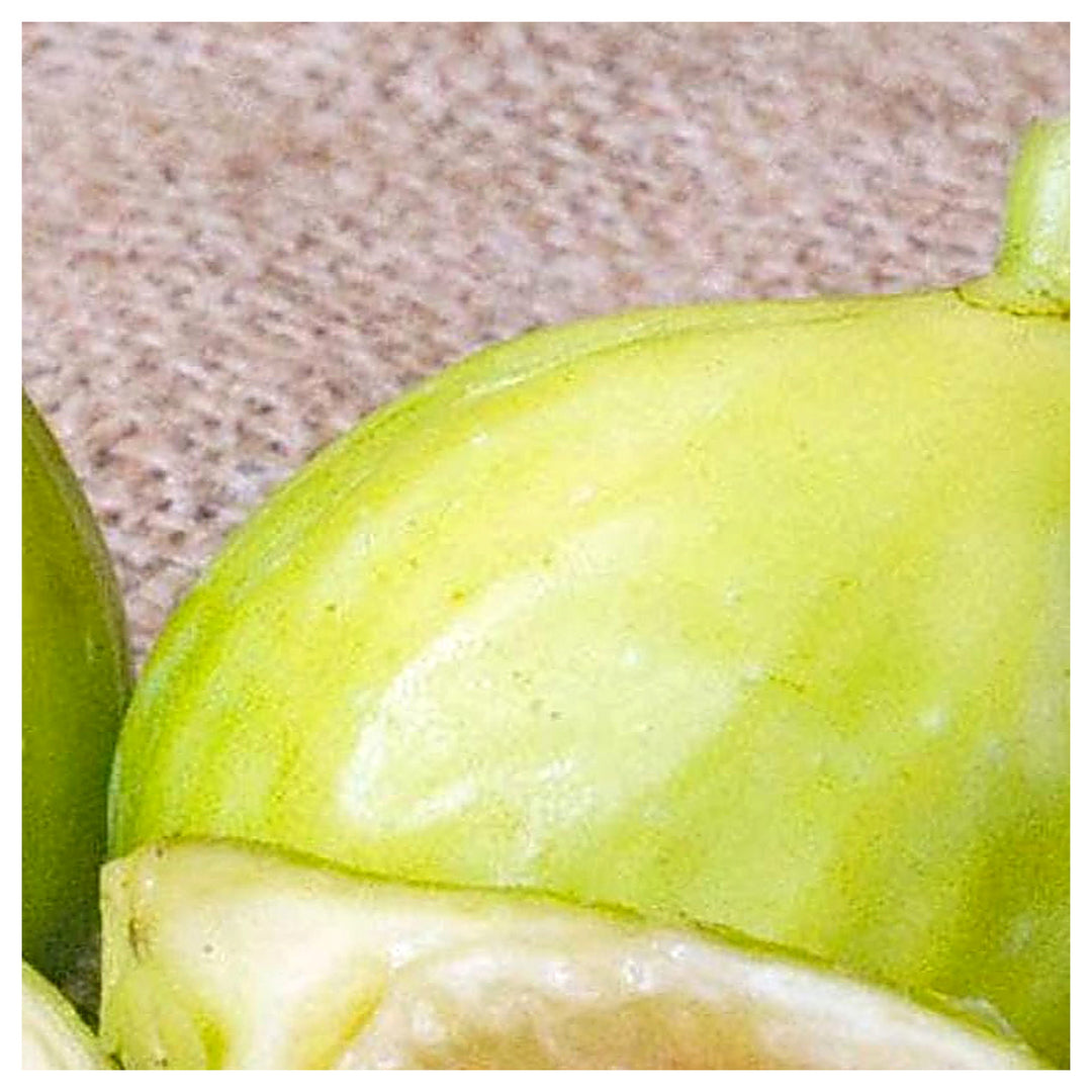 Kadota Fig Seeds for Planting – Heirloom, Non-GMO, High Germination Organic Garden Seeds for Sweet, Golden Figs | Neera Seeds product photo [neera-v4-db9382763a22ecb7b227]