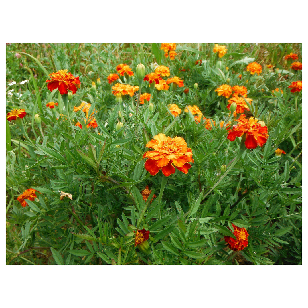 Heirloom Non-GMO Russian Marigold Flower Seeds for Planting – Bright Hardy Blooms for Garden Borders | High Germina | Neera Seeds product photo [neera-v4-db99e2f56dc507b9f218]