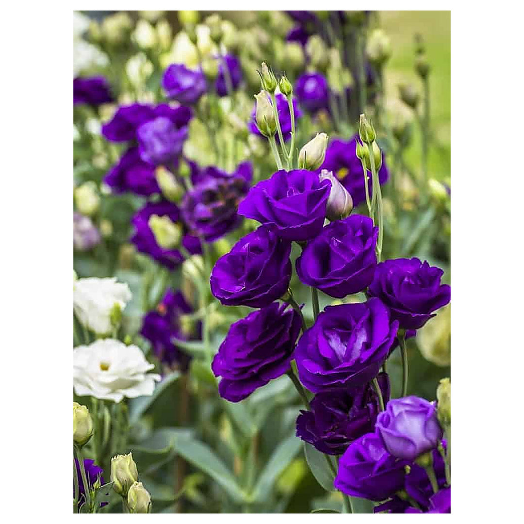 Blue Lisianthus Flower Seeds for Planting – Heirloom, Non-GMO, Easy-to-Grow Garden Blooms | Neera Seeds product photo [neera-v4-db9a760e23cf96e227a7]