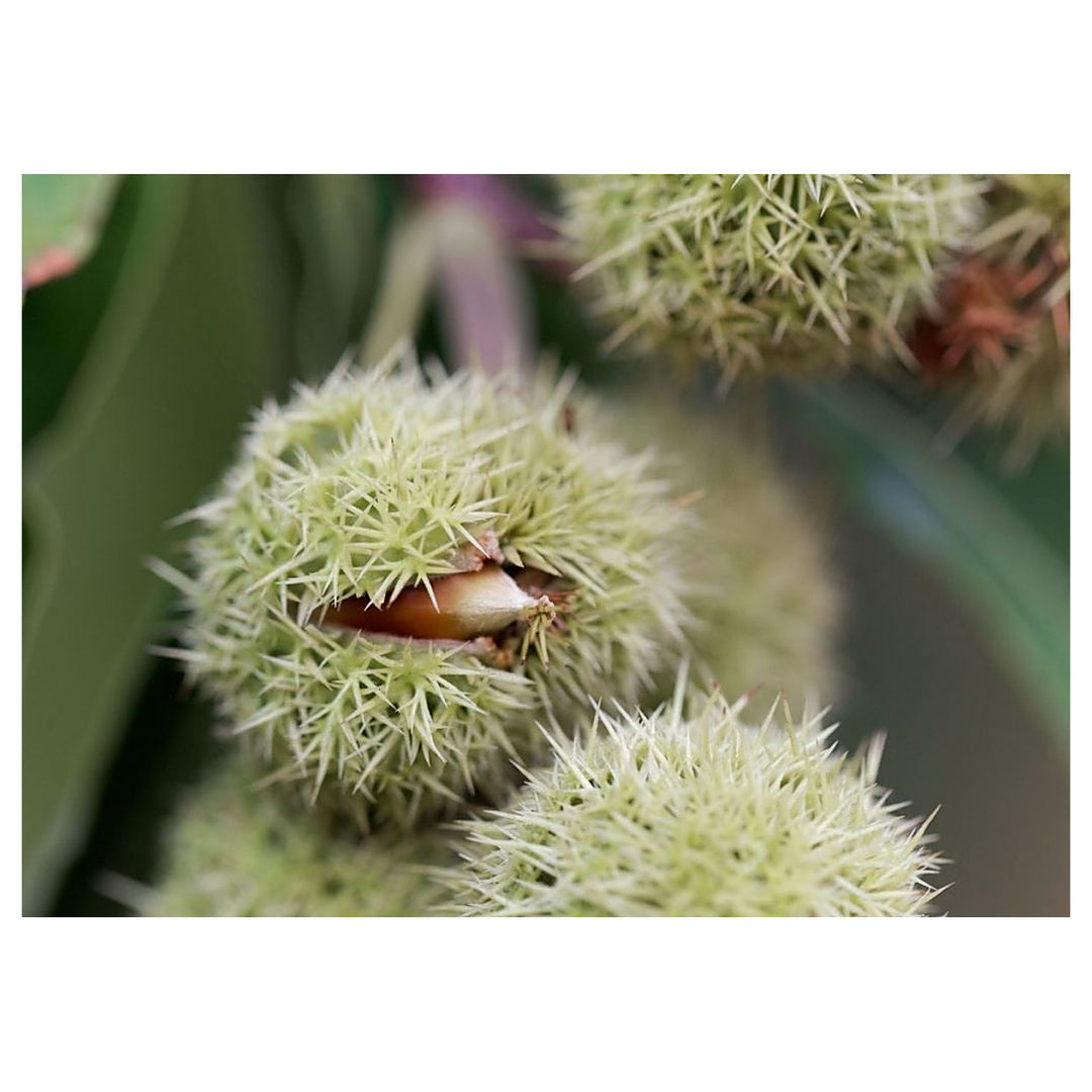 Chinquapin Chestnut Tree Seeds for Planting – Heirloom Non-GMO, High Germination Organic Garden Seeds | Neera Seeds product photo [neera-v4-dbabae1b32b9451b747e]