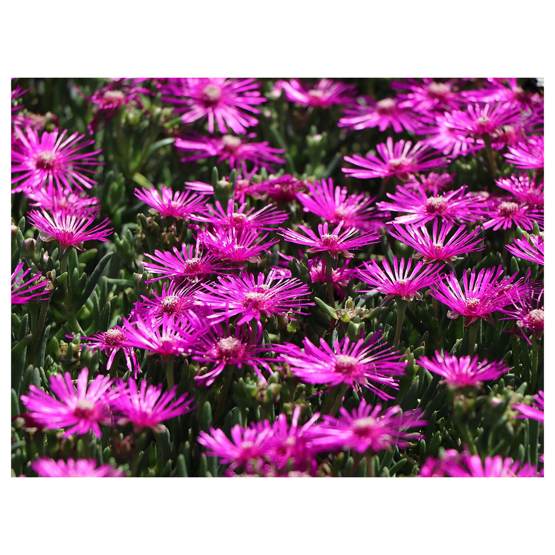 Purpleb Portenschlagiana Flower Seeds for Planting – Heirloom, Non-GMO, High Germination Organic Garden Seeds | Neera Seeds product photo [neera-v4-dbad8992cee6ba0614a8]