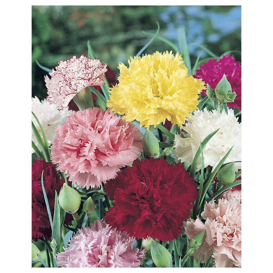 Orange Carnation Chabaud Dianthus For Vibrant Flower Beds Flower Seeds for Home Garden Planting, | Neera Seeds product photo [neera-v4-dbc39631ee333709270f]