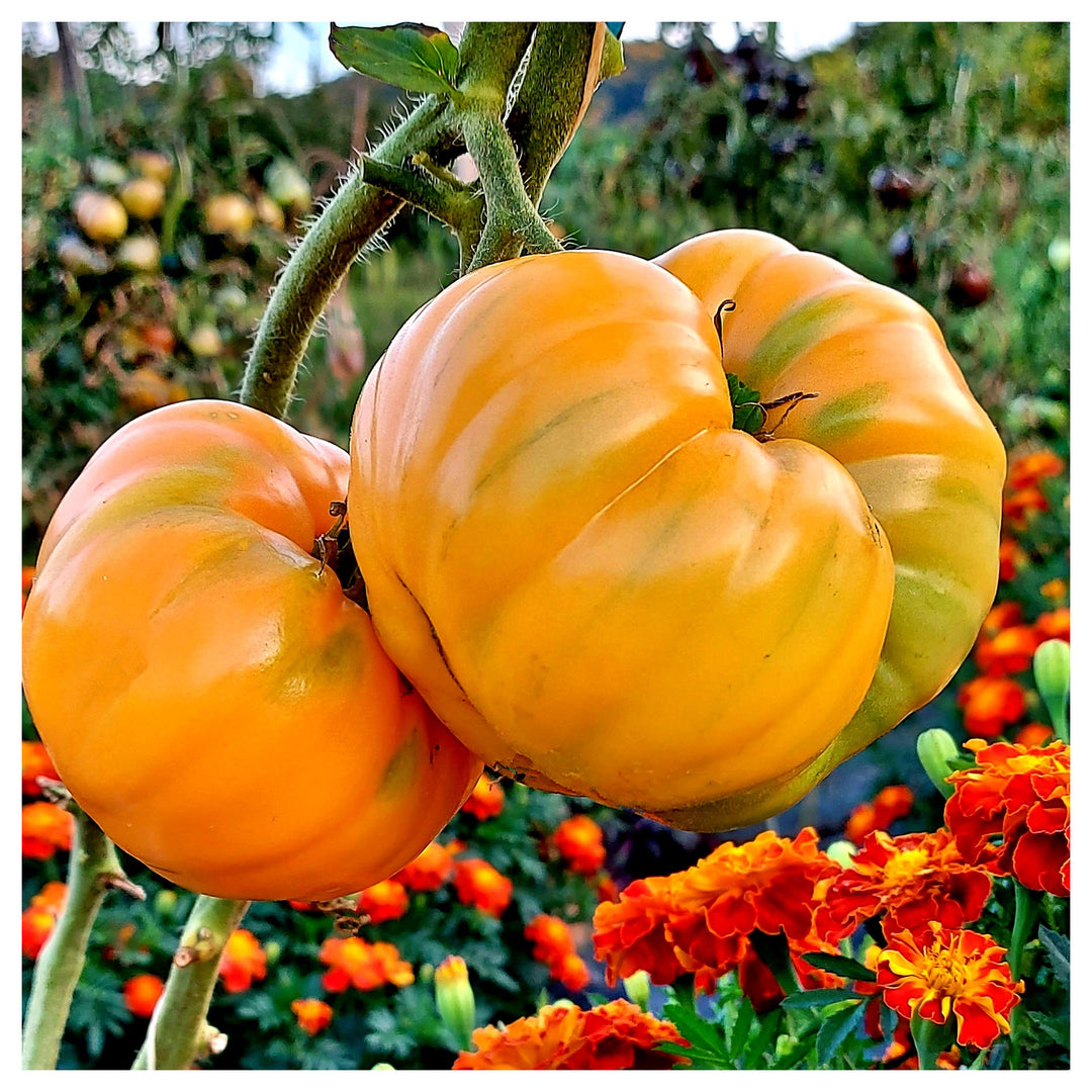 Yellow Giant Belgium Tomato Seeds for Planting – Heirloom, Non-GMO, High Germination Organic Garden Seeds | Neera Seeds product photo [neera-v4-dbc4eb452b3c42b289fe]