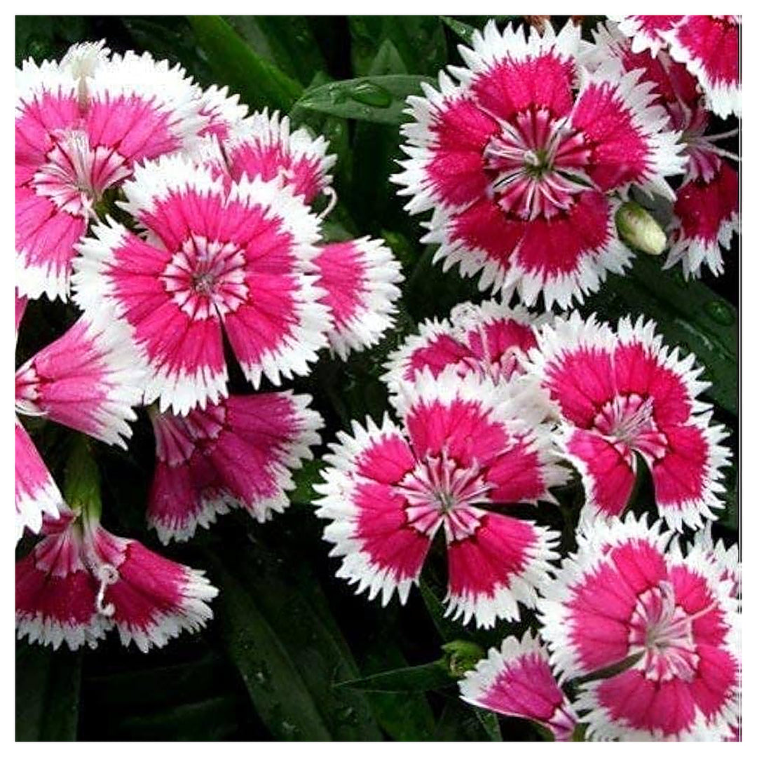 White Red Dianthus Flower Seeds – Heirloom, Non-GMO Seeds for Planting Bright Garden Blooms | Neera Seeds product photo [neera-v4-dbddcf144c22991c0b06]