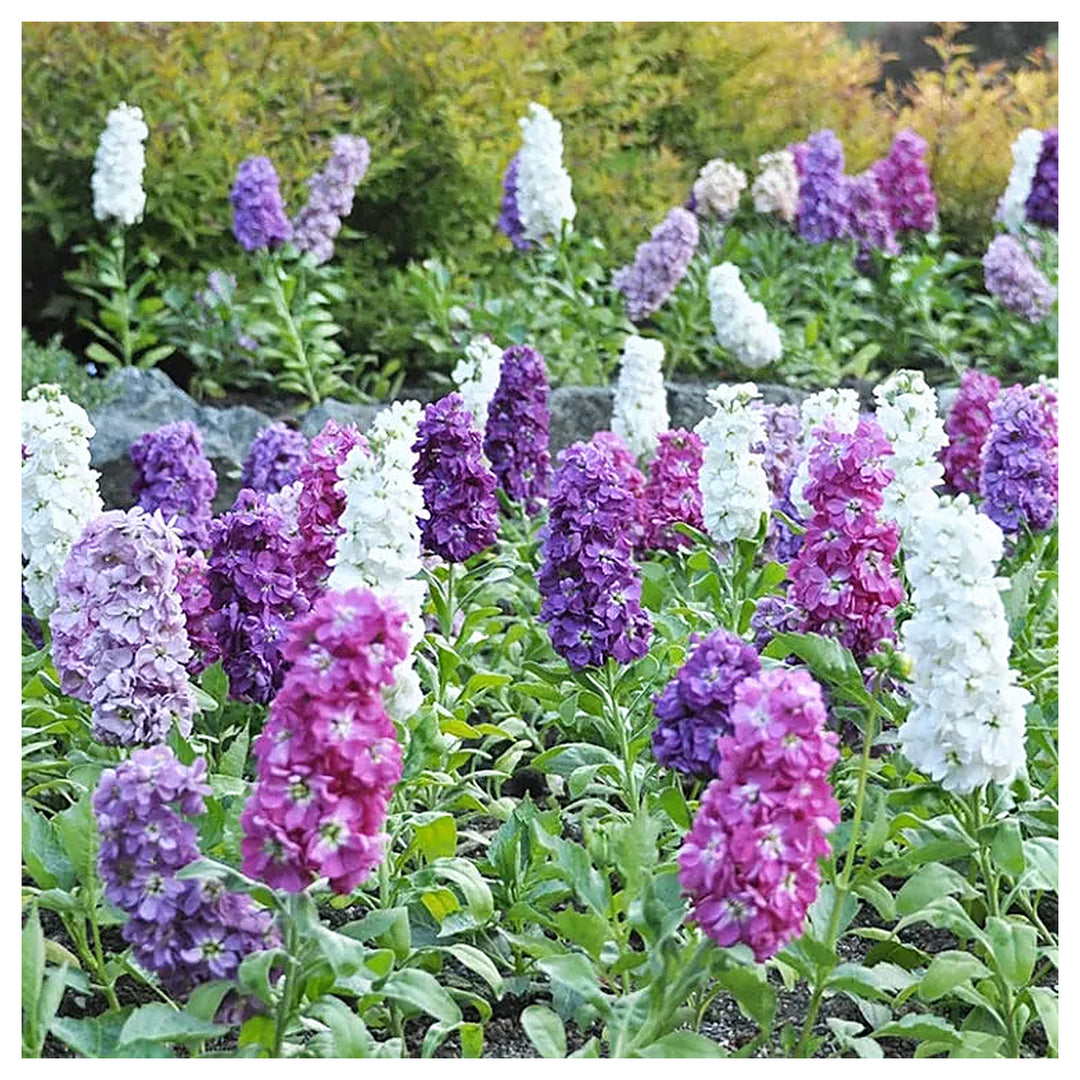 Heirloom Purple & White Matthiola Incana Seeds for Planting – Non-GMO, High Germination Organic Garden Seeds | Neera Seeds product photo [neera-v4-dbe51fdbc9e77d41ca96]
