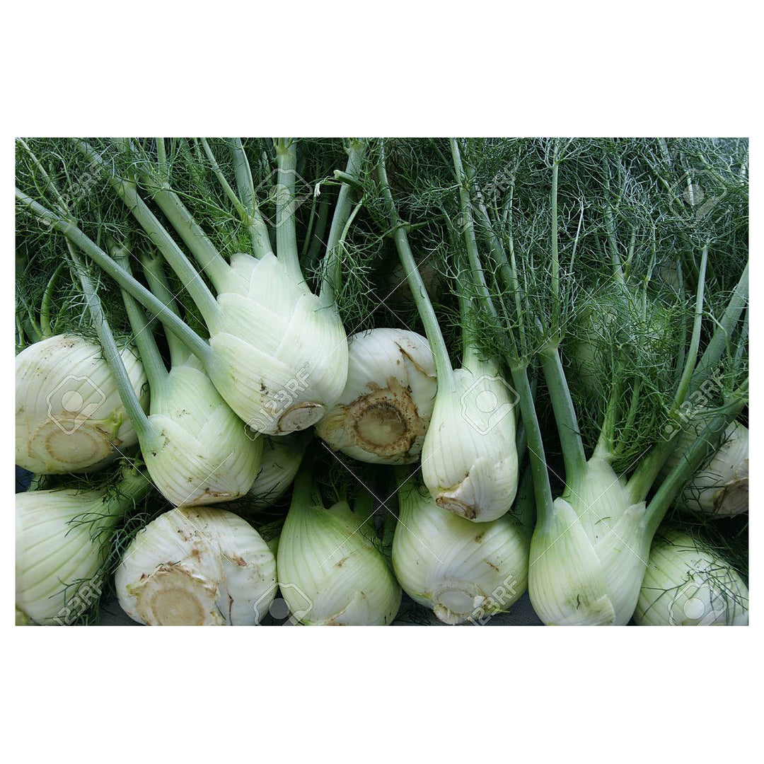 Florence Fennel Seeds for Planting – Heirloom &amp; Non-GMO Bulbing Herb for Culinary &amp; Medicinal Gardens | Neera Seeds product photo [neera-v4-dc00bbe8062867ef4828]
