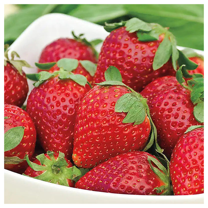 Albion Strawberry Fruit Seeds for Planting – High-Yield, Sweet Berries, Heirloom, High Germination, Non-GMO Organic | Neera Seeds product photo [neera-v4-dc07920cd7250b326875]