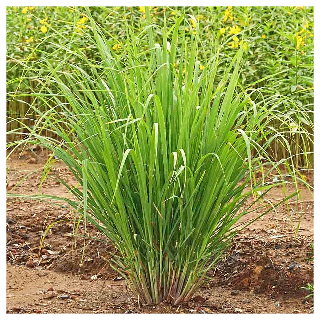 East Indian Lemongrass Seeds for Planting – Heirloom &amp; Non-GMO Aromatic Herb for Teas, Cooking &amp; Medicinal Gardens | Neera Seeds product photo [neera-v4-dc0e640ff3096ef8ace3]