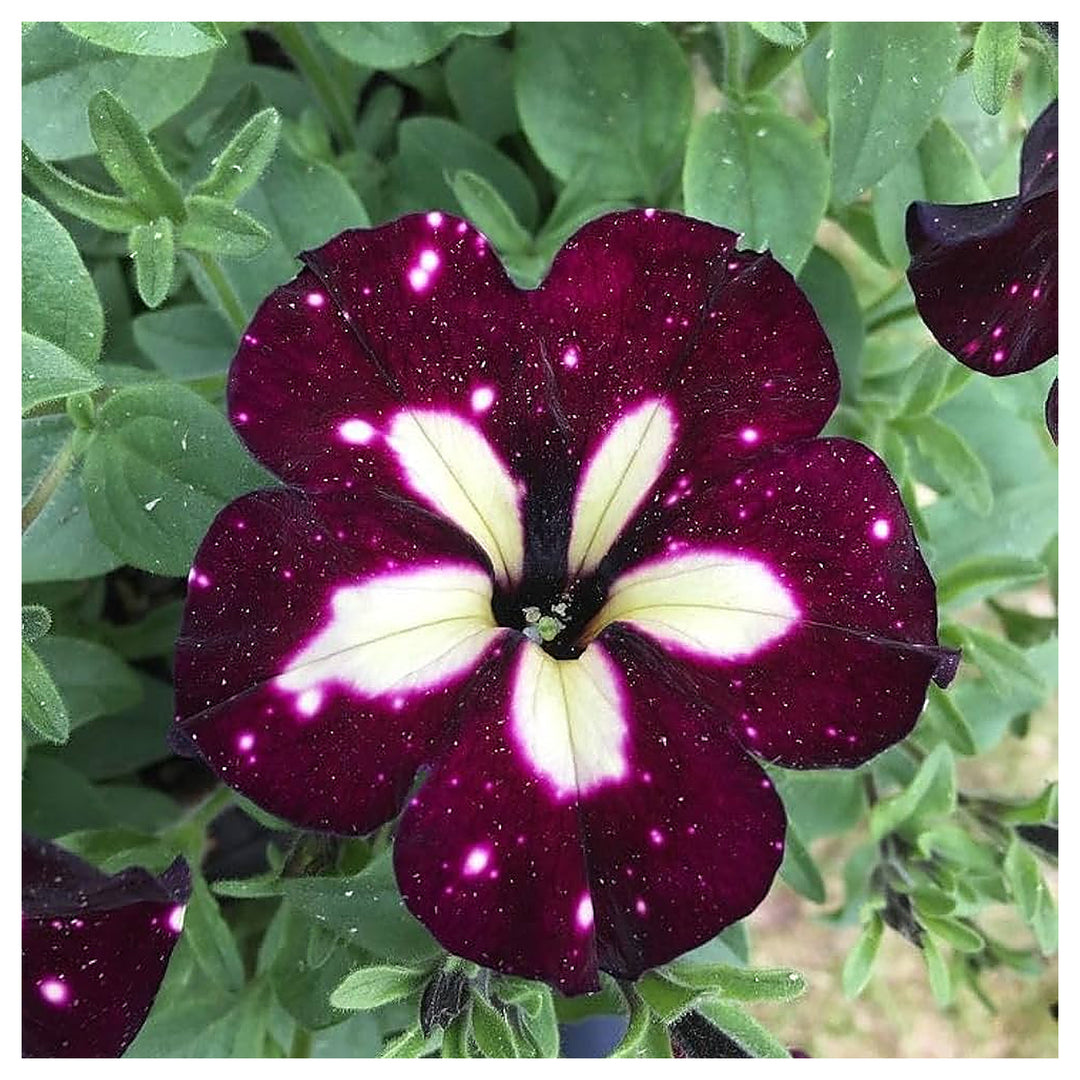 White & Maroon Petunia Flower Seeds for Planting - Heirloom, NON-GMO Seeds for Beautiful Garden Blooms | Neera Seeds product photo [neera-v4-dc1d483e3dfafb017cef]