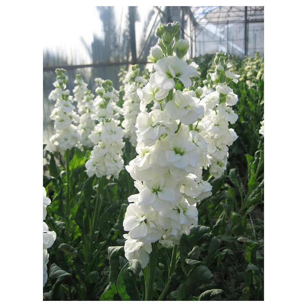 White Matthiola Incana Flower Seeds for Planting – Heirloom, Non-GMO, High Germination Organic Garden Seeds | Neera Seeds product photo [neera-v4-dc3cb071eeb2655d227e]