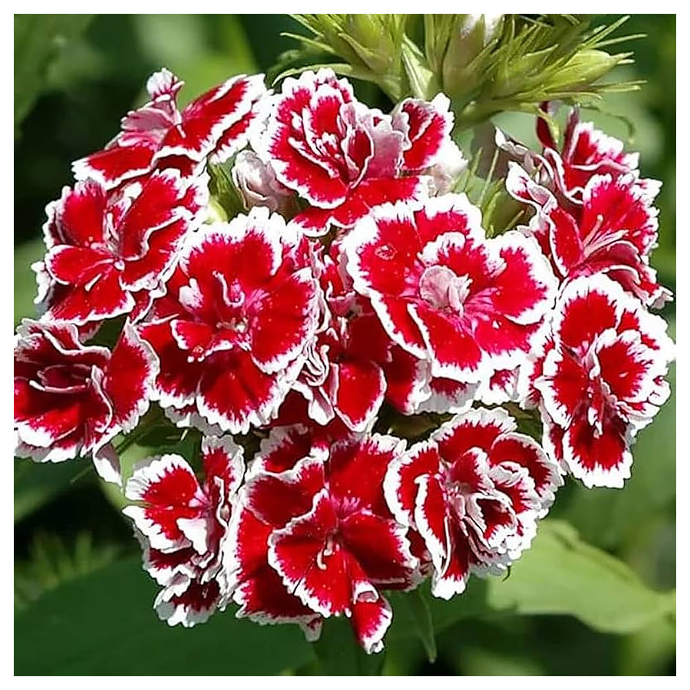 Dianthus Red White Flower Seeds – Heirloom, Non-GMO Seeds for Planting Colorful Garden Blooms | Neera Seeds product photo [neera-v4-dc4a4e1b85805cbb4b7c]