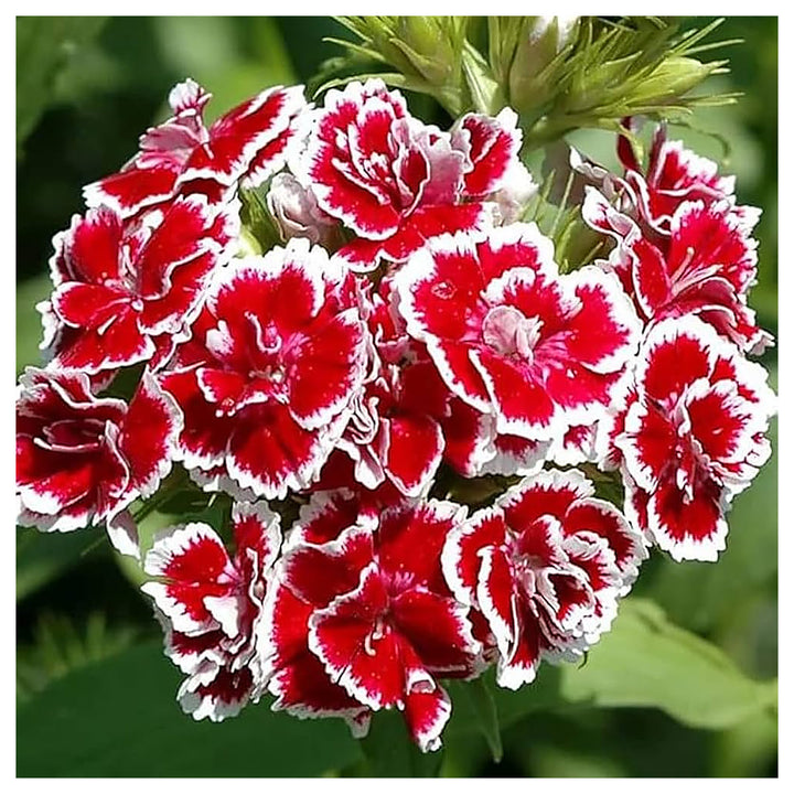 Dianthus Red White Flower Seeds – Heirloom, Non-GMO Seeds for Planting Colorful Garden Blooms | Neera Seeds product photo [neera-v4-dc4a4e1b85805cbb4b7c]