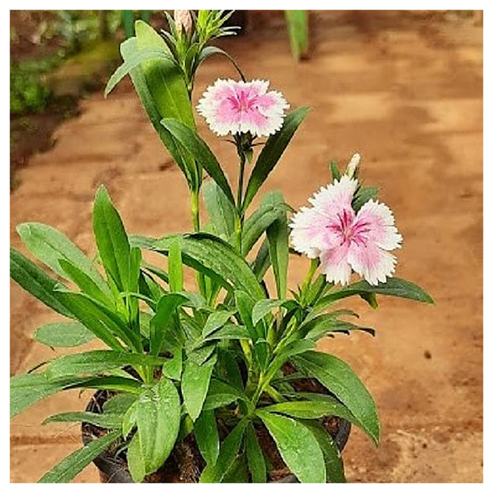 Heirloom Non-GMO Dianthus Flower Seeds for Charming Garden Borders and Fragrant Planting | Neera Seeds product photo [neera-v4-dc59fe7aff572949ad5f]
