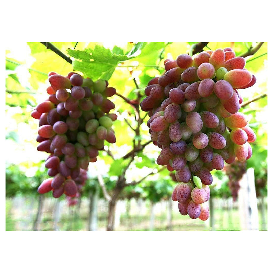 Brown Green Grapefruit Seeds for Planting – Unique Color Variety, Heirloom, Non-GMO, High Germination Organic Garde | Neera Seeds product photo [neera-v4-dc5de525776cda0439c8]