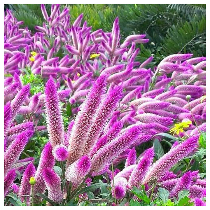 Organic Pink Celosia Caracas Flower Seeds for Planting – Heirloom, Non-GMO | Neera Seeds product photo [neera-v4-dc675b5f36ac4f60b0d4]
