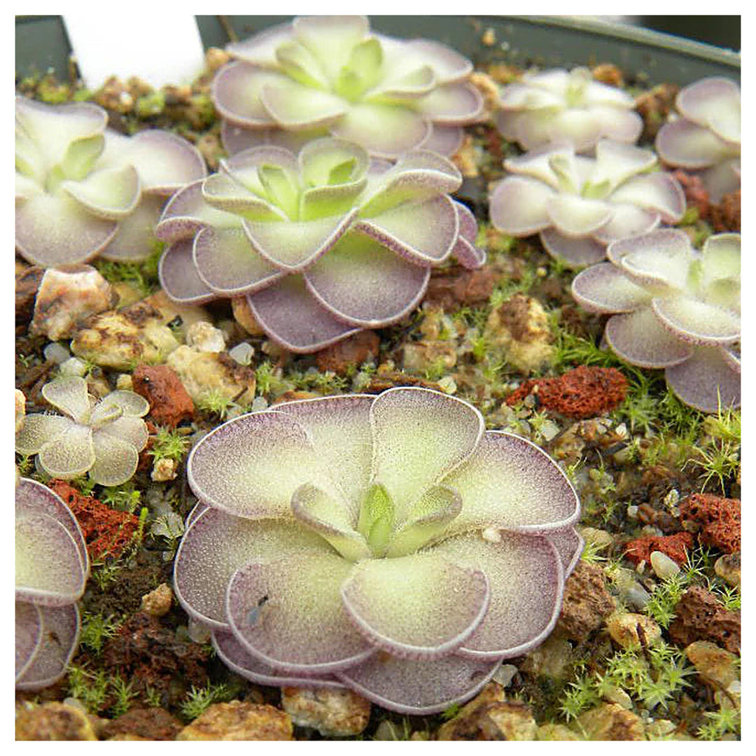 Heirloom Pinguicula moctezumae (Mexican Butterwort) Seeds - Non-GMO, High Germination Organic Carnivorous Plant See | Neera Seeds product photo [neera-v4-dc6a93a7b192ddc592bc]