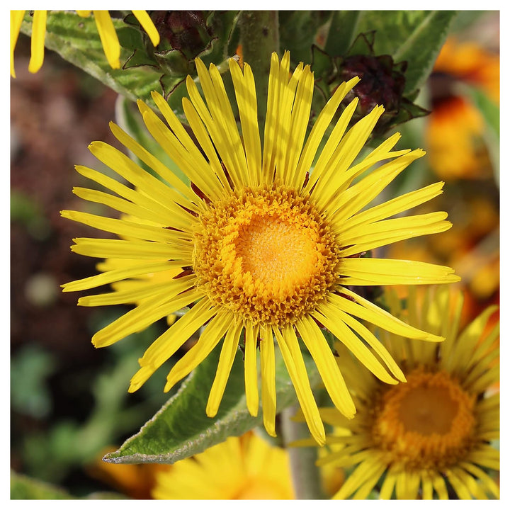 Heirloom Elecampane Flower Seeds - Non-GMO, High Germination Organic Medicinal Herb Garden Seeds for Planting | Neera Seeds product photo [neera-v4-dc76fb8ace8451f189c1]