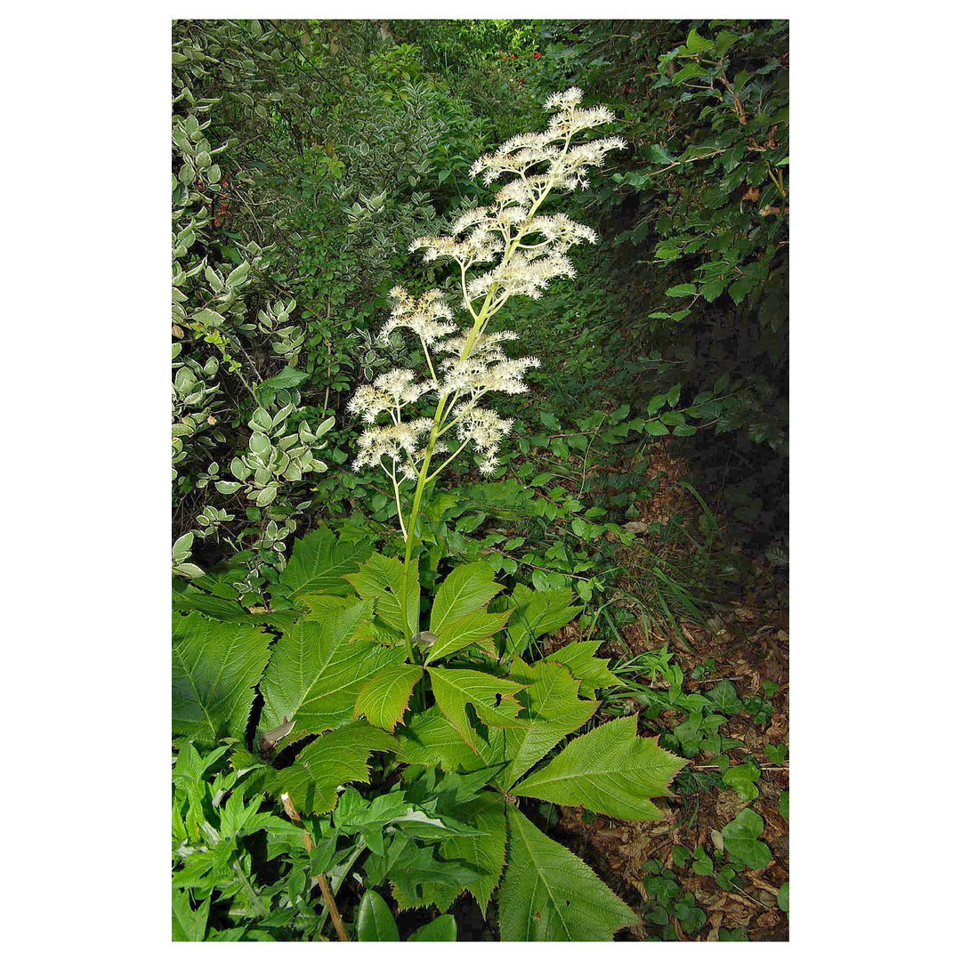 Heirloom Non-GMO Rodgersia Flower Seeds – Ornamental Perennial Flower Seeds for Planting | Neera Seeds product photo [neera-v4-dc7ddeee0ce114d582a4]