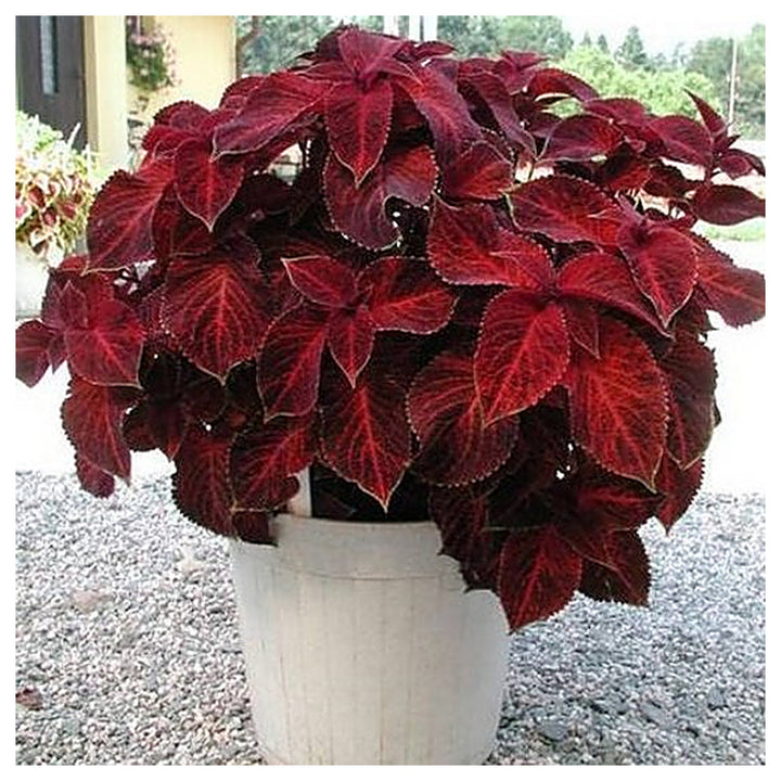 Red Dragon Coleus Plant Seeds – Heirloom Non-GMO High Germination Organic Garden Seeds for Planting | Neera Seeds product photo [neera-v4-dc813776ceb2e2884a6b]