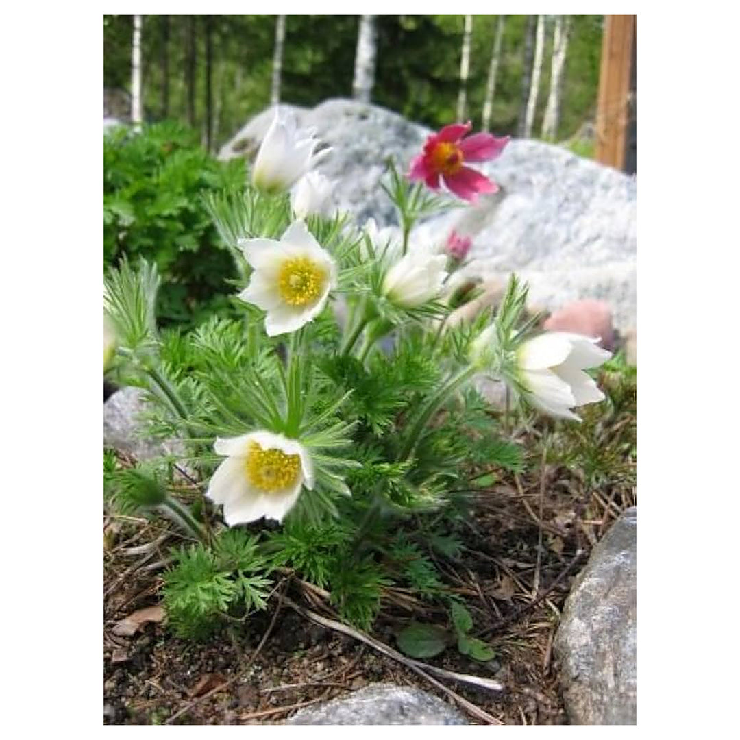 White Pasque Flower Pulsatilla Vulgaris Planting Perennial Garden Flower Seeds Home | Neera Seeds product photo [neera-v4-dc82cab67bbc17a8bf8b]