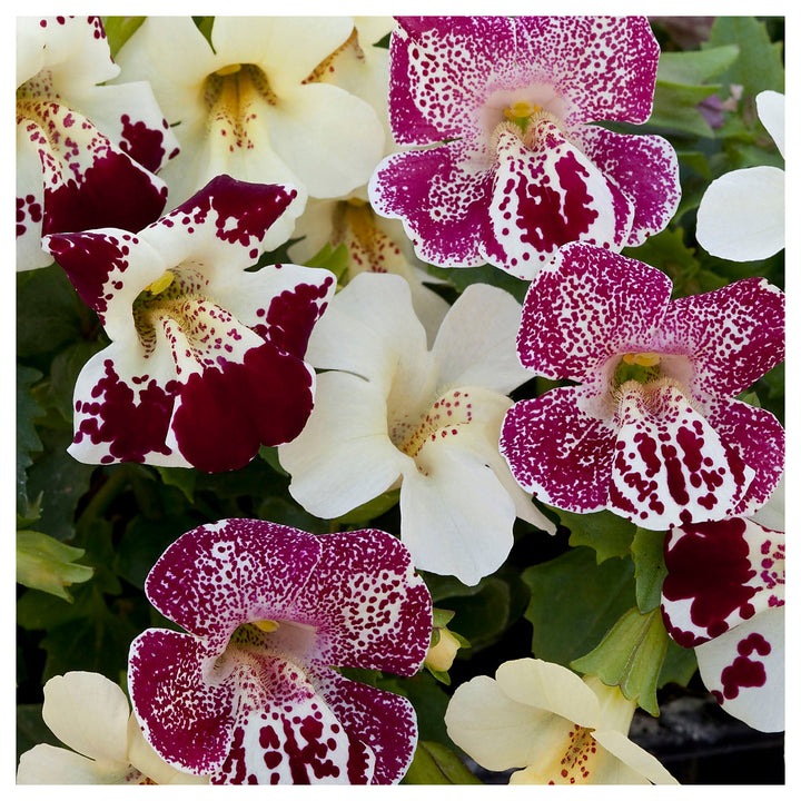 White Mimulus Hybridus Flower Seeds for Planting – Heirloom, Non-GMO, High Germination Organic Garden Seeds for Uni | Neera Seeds product photo [neera-v4-dca43137a15c5ec0a795]