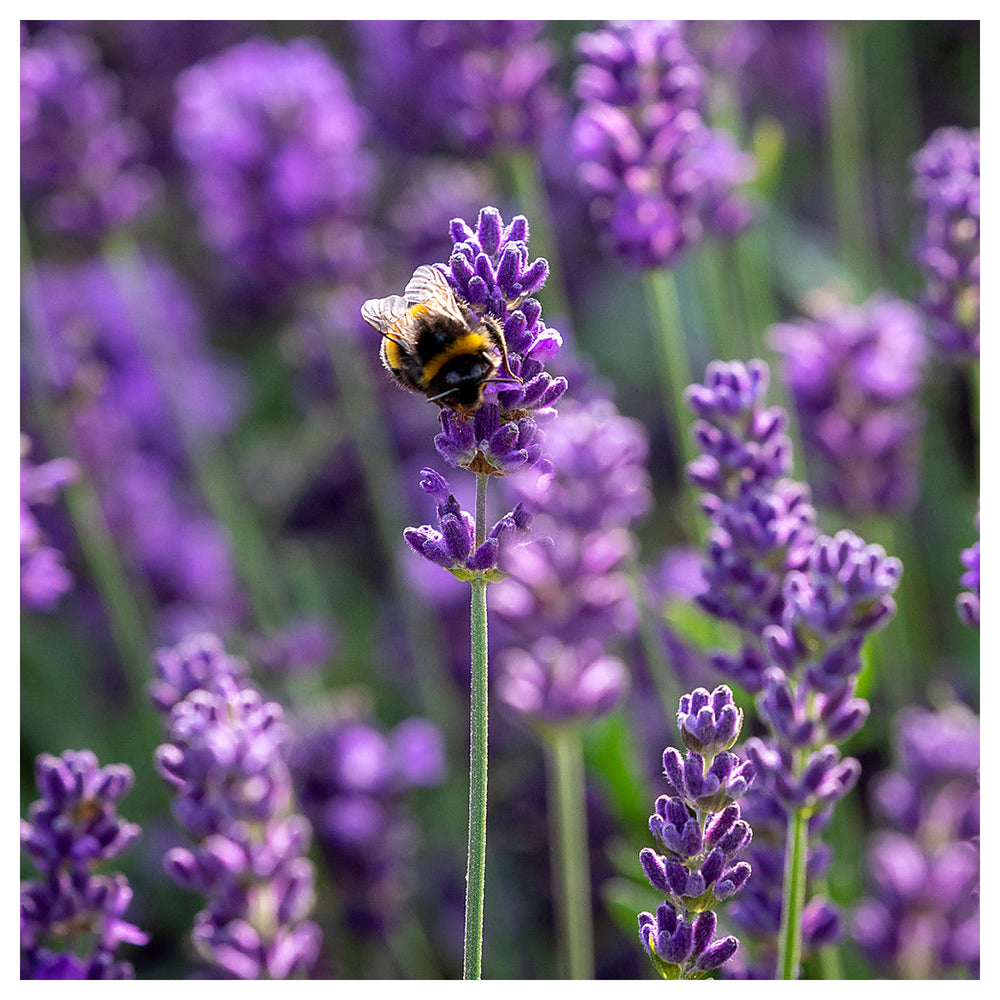 Heirloom Non-GMO Angustifolia Flower Seeds for Garden Planting – Drought-Tolerant Blooms | Neera Seeds product photo [neera-v4-dcca2c54709f4c8b7503]