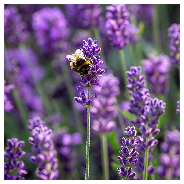 Heirloom Non-GMO Angustifolia Flower Seeds for Garden Planting – Drought-Tolerant Blooms | Neera Seeds product photo [neera-v4-dcca2c54709f4c8b7503]