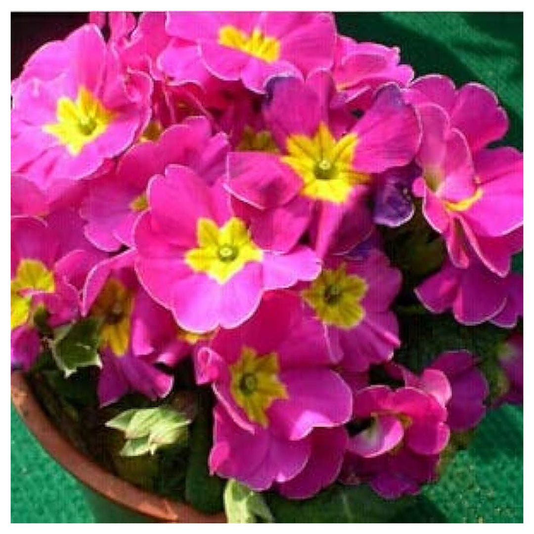 Purple Fairy Primrose Planting Garden Flower Beds Flower Seeds Home Garden Planting, | Neera Seeds product photo [neera-v4-dcdb55a15f6ac61443b0]