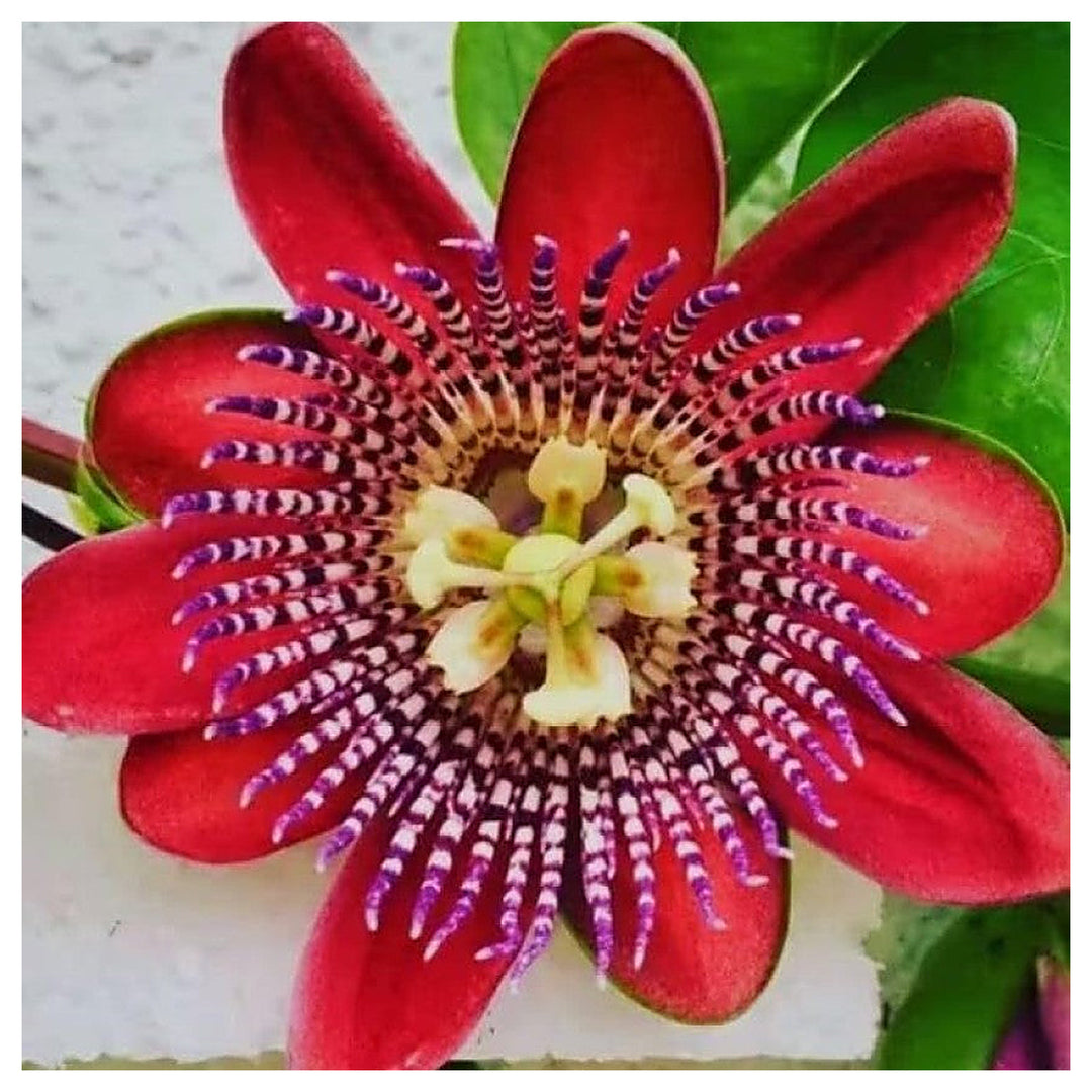 Organic Heirloom Red Passion Flower Seeds – Non-GMO Exotic Climbing Seeds for Planting, High Germination | Neera Seeds product photo [neera-v4-dcdbf40f979d51a081b4]