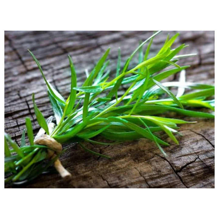 Tarragon Plant Seeds for Planting - NON GMO Seeds | Neera Seeds product photo [neera-v4-dcdd83ccab780e246b64]