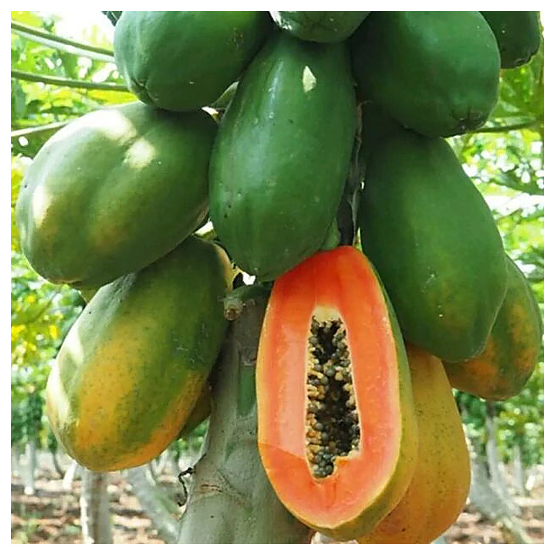 Red Lady Papaya Fruit Seeds for Planting – Heirloom Non-GMO High Germination Organic Garden Seeds | Neera Seeds product photo [neera-v4-dd0ad0b0106e215999fb]
