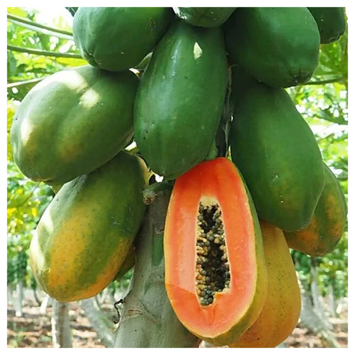 Red Lady Papaya Fruit Seeds for Planting – Heirloom Non-GMO High Germination Organic Garden Seeds | Neera Seeds product photo [neera-v4-dd0ad0b0106e215999fb]