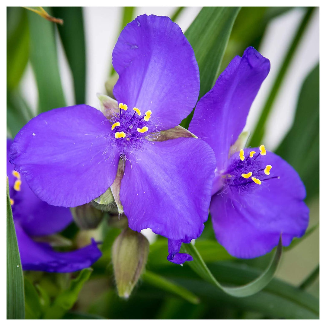 Organic Purple Spiderwort Flower Seeds for Planting – Heirloom, Non-GMO | Neera Seeds product photo [neera-v4-dd12f9f10e82fcd52741]