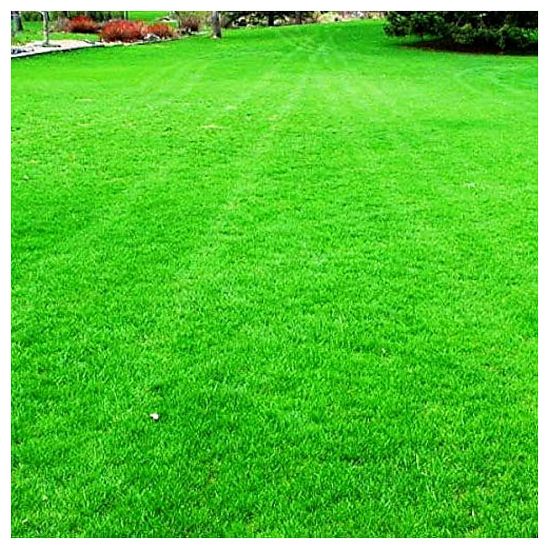 Green Lawn Grass Planting In Lawn Garden Flower Seeds Home Garden Planting, Landscape | Neera Seeds product photo [neera-v4-dd2fe62c4f995db4cbdf]