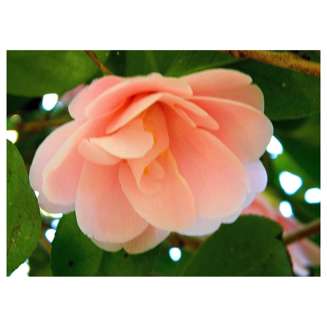 Heirloom Non-GMO Camellia Peach Flower Seeds – High Germination Seeds for Lush, Vibrant Garden Planting | Neera Seeds product photo [neera-v4-dd41270214f16e1b4ce4]