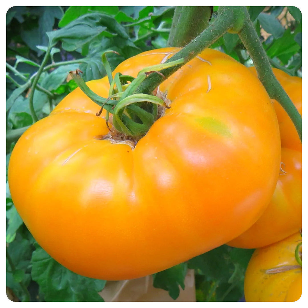 Amanas Orange Tomato Vegetable Seeds for Planting – Heirloom, Non-GMO, High Germination Organic Garden Seeds | Neera Seeds product photo [neera-v4-dd54fad17399fb53e0d0]