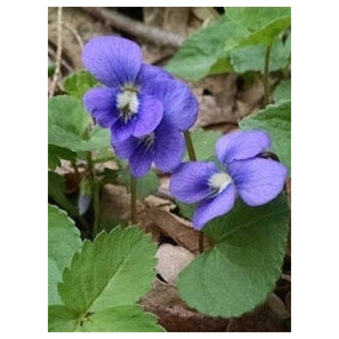 Blue Violet Viola Odorata  Flower Seeds for Planting | Heirloom Non-GMO High Germination Organic Garden Seeds | Neera Seeds product photo [neera-v4-dd59b30012d0d6c2d206]