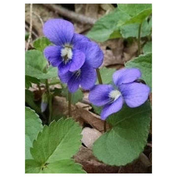 Blue Violet Viola Odorata  Flower Seeds for Planting | Heirloom Non-GMO High Germination Organic Garden Seeds | Neera Seeds product photo [neera-v4-dd59b30012d0d6c2d206]
