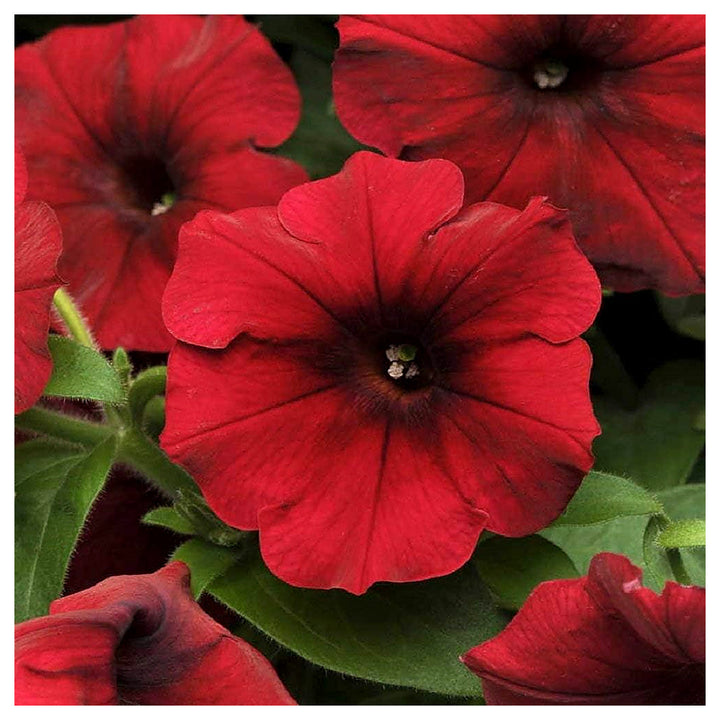 Heirloom Velour Petunia Flower Seeds for Planting - NON-GMO, Easy to Grow, Beautiful Garden Blooms | Neera Seeds product photo [neera-v4-dd5e282f819c8f9f1b8e]
