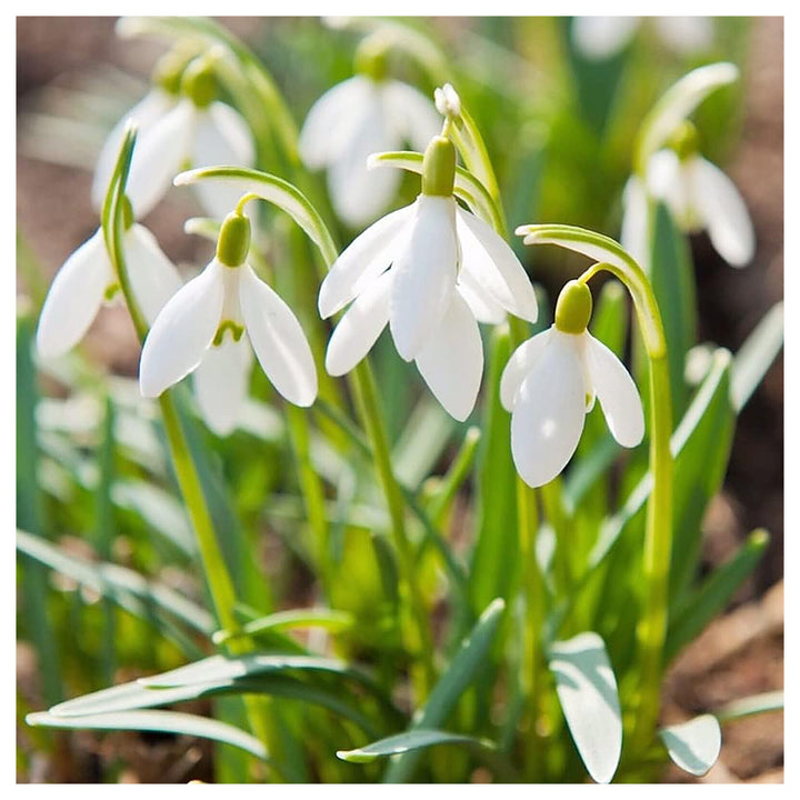 Organic White Galanthus Flower Seeds for Planting – Heirloom, Non-GMO, Elegant | Neera Seeds product photo [neera-v4-dd65d5ccd95abb43c4df]
