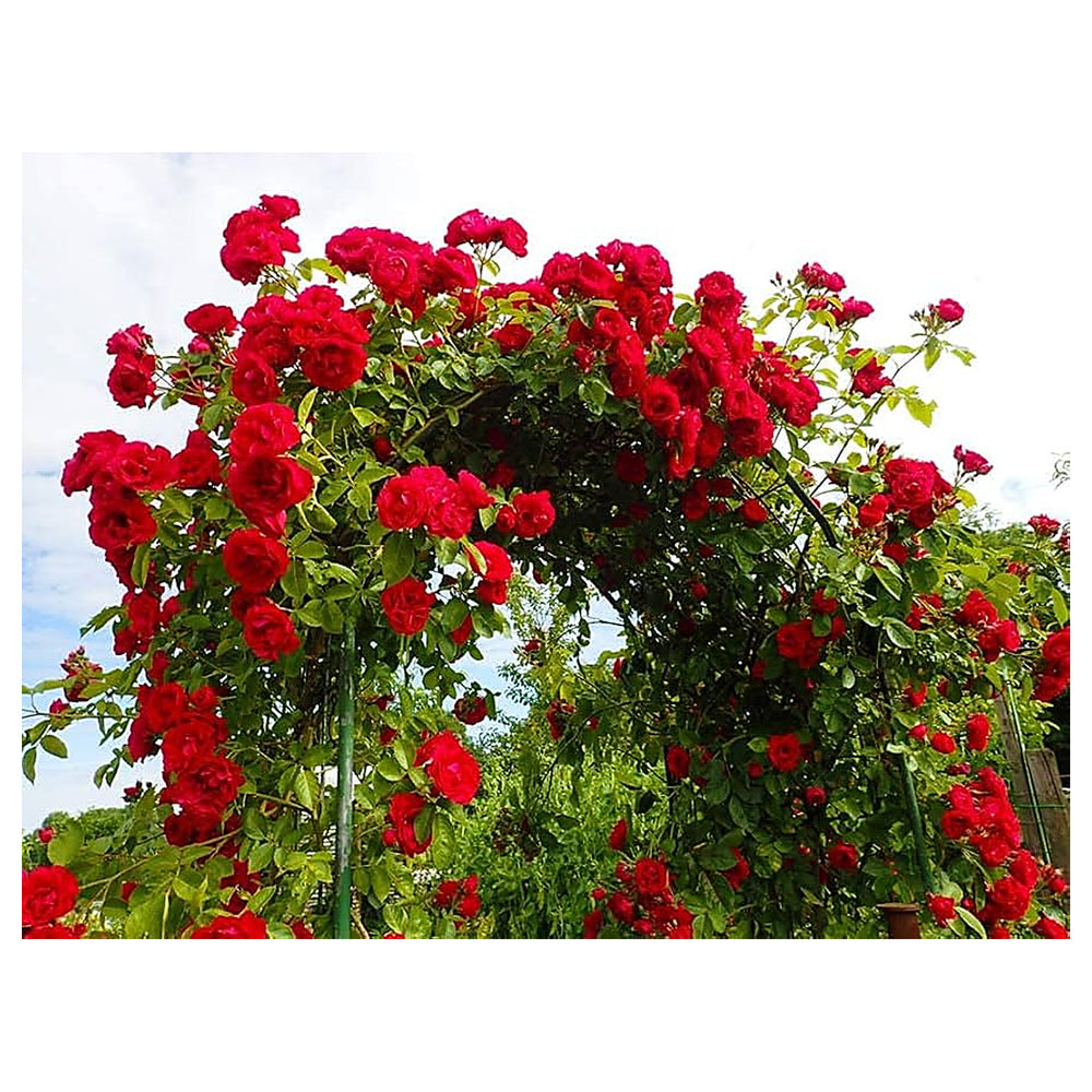 Red Climbing Rose Plant Seeds for Planting Non-GMO Heirloom Garden Seeds for Growing Beautiful Roses | Neera Seeds product photo [neera-v4-dd776fe051bb4ae9b53a]