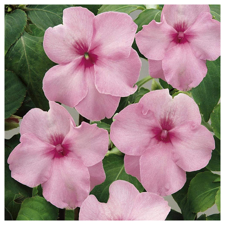 Pink Impatiens Flower Seeds for Planting – Organic, Heirloom, Non-GMO Shade Garden Seeds | Neera Seeds product photo [neera-v4-dd82f385f695a69627a2]