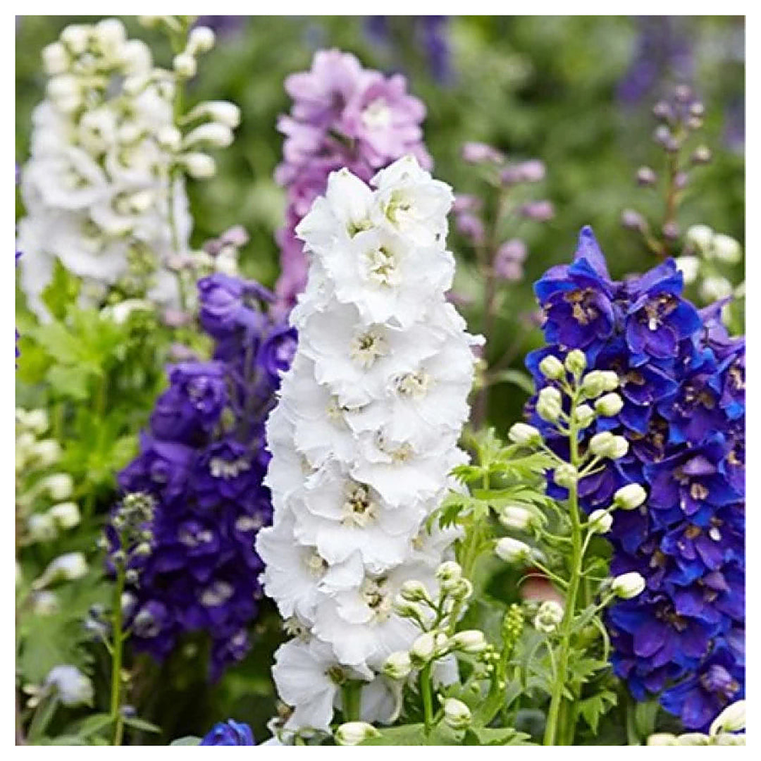 Larkspur Flower Seeds for Planting | Heirloom Non-GMO High Germination Organic Garden Seeds | Neera Seeds product photo [neera-v4-dda8ee05b6c8ba75854e]